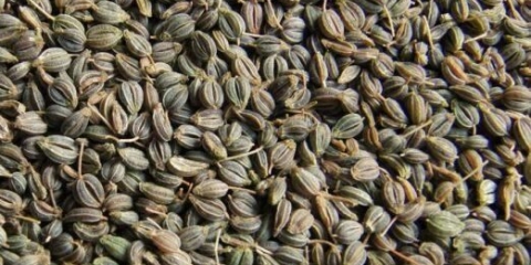 Sjemenke peršina: koristi i štete, rok trajanja, kako se razlikovati od sjemena šargarepe, primjena